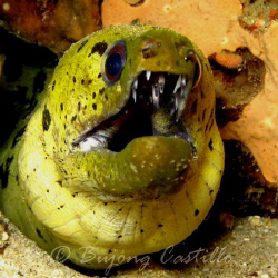 Fimbriated Moray - Taken at Tres Cuevas dive site in Anil... by Arthur Castillo 